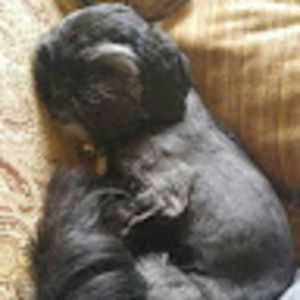 Meet your Posher, Emma